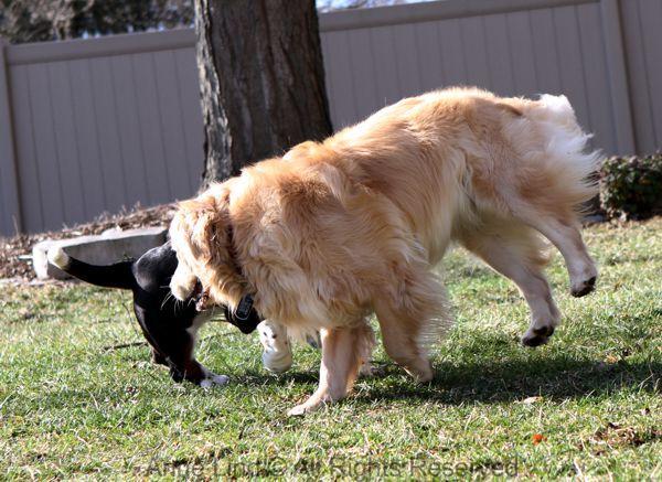 playing with tucker