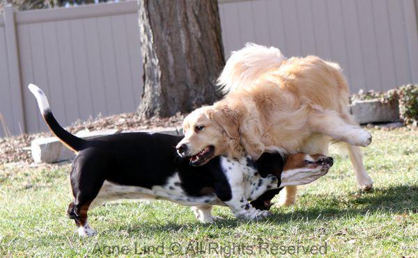 playing with tucker