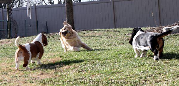 playing with tucker
