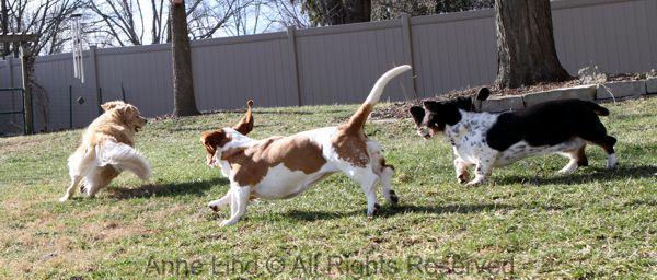 playing with tucker