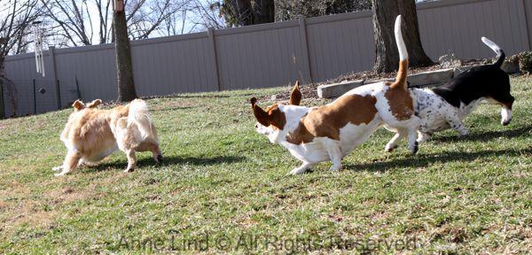 playing with tucker