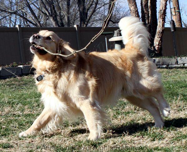 playing with tucker