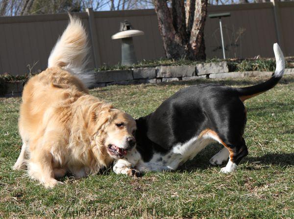 playing with tucker