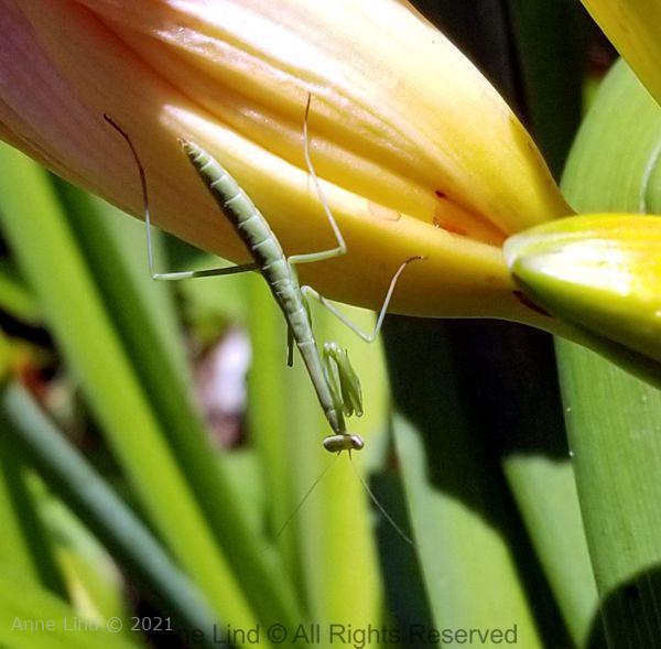 praying mantis 
